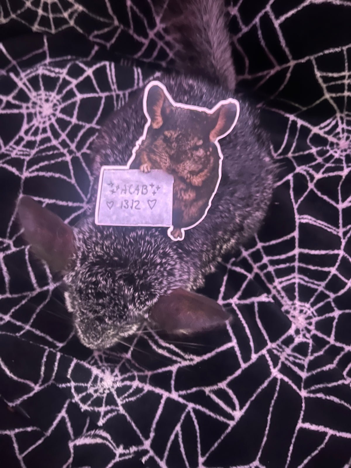 Chinchilla "ACAB 1312" Sticker