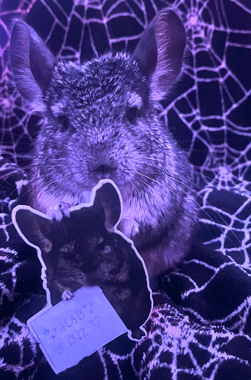 Chinchilla "ACAB 1312" Sticker